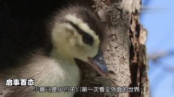 鸭王电影在线,一场跨越时空的奇幻冒险之旅