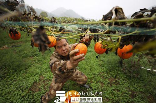 今日吊瓜最新价格行情表,波动解析与市场动态