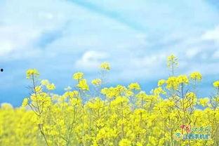 热门话题踏青图片,捕捉自然之美瞬间