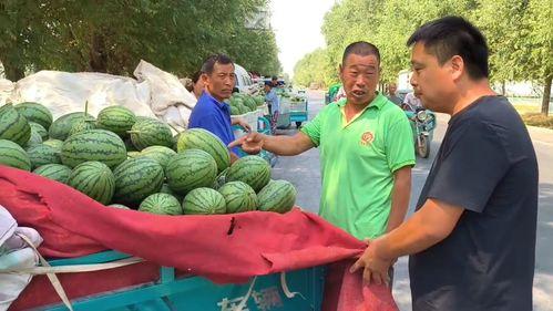 韩寺小吊瓜今日价钱多少,市场行情一览无余”