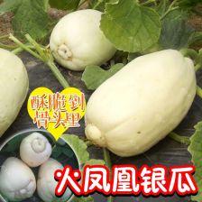 陕西大荔县白瓜今日价,价格波动，市场动态一览”