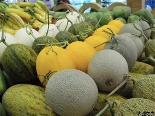 乐东哈密瓜高次今日价格,揭秘高次品质瓜果市场行情